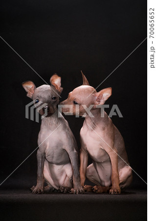Hairless puppies are sniffing one another Hairless puppies are sniffing one another 70065652
