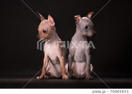 Two puppies of breed the American hairless terrier look in different directions Two puppies of breed the American hairless terrier look in different directions 70065653