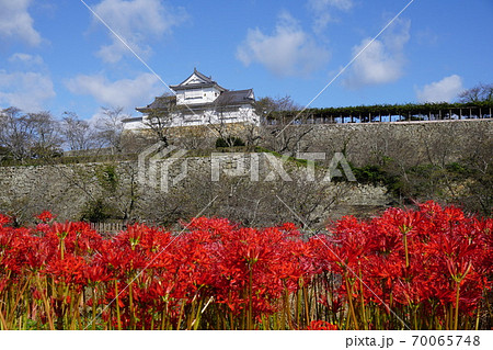 岡山県津山市にあるさくら名所100選のひとつ 鶴山公園 津山城趾 彼岸花の咲く頃の写真素材