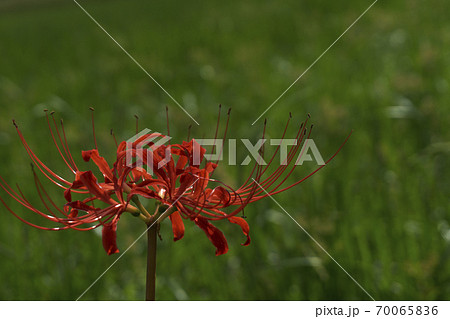 道端の彼岸花 70065836