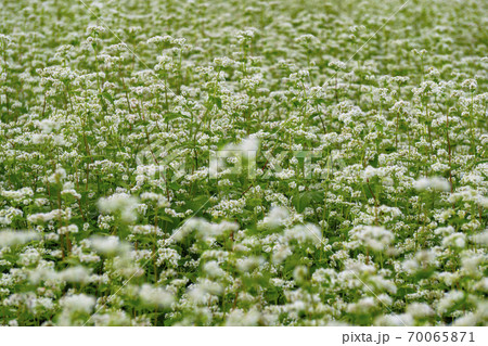 そばの花畑 70065871