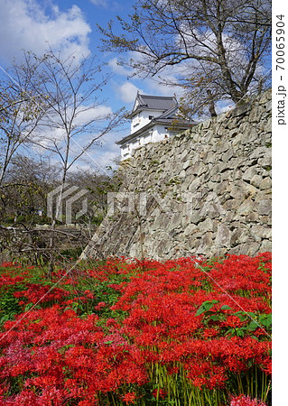 岡山県津山市にあるさくら名所100選のひとつ 鶴山公園 津山城趾 彼岸花の咲く頃の写真素材