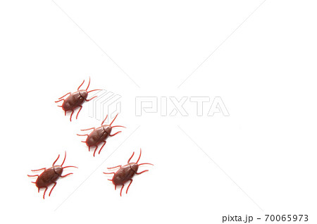 白背景にゴキブリのおもちゃの写真素材