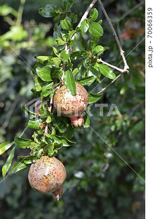 ザクロ（石榴） 70066359