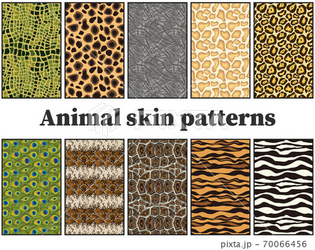10 kinds of animal skin set - Stock Illustration [70066456] - PIXTA