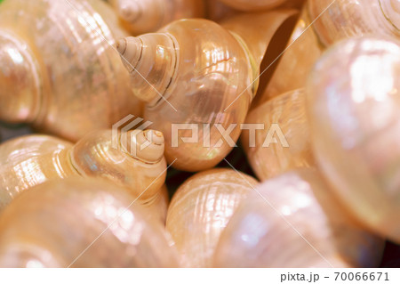 Seashell pattern. Mother of pearl background. Natural seashell macro texture, top view. 70066671