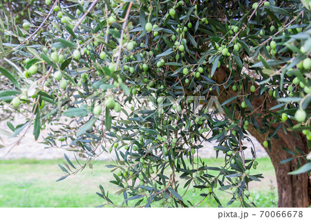 Olive tree with olives on the branches. Olive tree in Italy. Olive tree with olives on the branches. Olive tree in Italy. 70066678