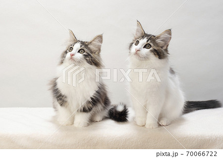 2匹のノルウェージャンフォレストキャットの仔猫 70066722