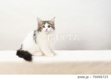 ノルウェージャンフォレストキャットの仔猫 70066725