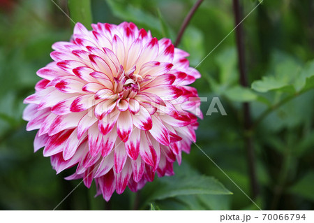 馬見丘陵公園　満開のダリア園 70066794