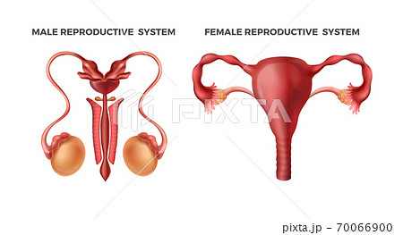 Male and female reproductive. Realistic human body internal organs. Drawn organ systems for education or science, medicine magazine. Vector men, women infographic with testicles, uterus 70066900