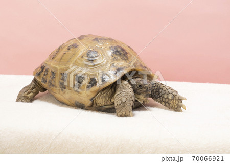 ヨツユビリクガメの横顔 70066921