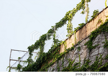 壁と屋上のフェンスに絡みついた蔦の葉の写真素材