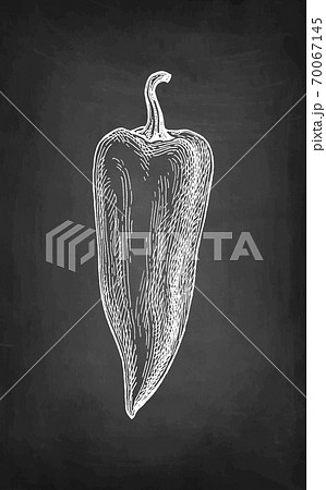 Chalk sketch of long bell pepper. 70067145