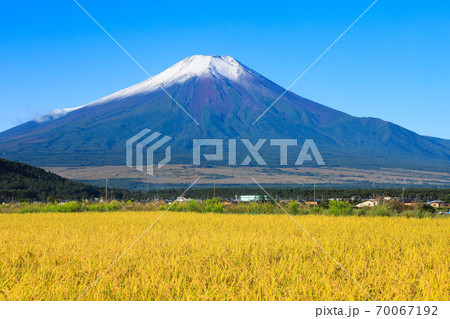 初冠雪の富士山と稲穂 忍野 初冠雪の富士山と稲穂 忍野 70067192