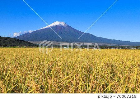 初冠雪の富士山と稲穂 忍野 初冠雪の富士山と稲穂 忍野 70067219