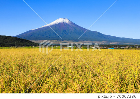 初冠雪の富士山と稲穂 忍野 初冠雪の富士山と稲穂 忍野 70067236