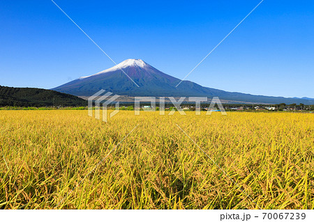 初冠雪の富士山と稲穂　忍野 70067239