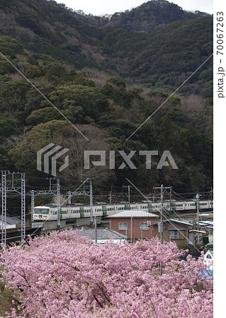 春の河津町を行く、特急踊り子 70067263