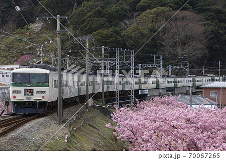 春の河津町を行く、特急踊り子 70067265