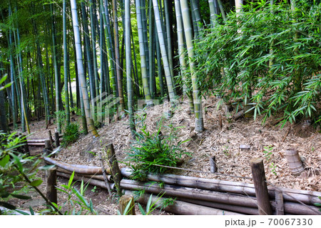 竹林 竹林 70067330