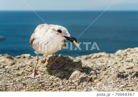 A Seagull eats cookies on a rock, against the blue sea. 70068367