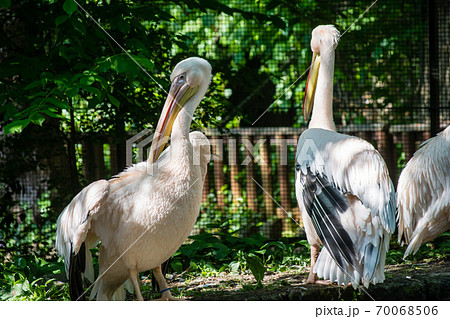 ピンク色の長いくちばしのペリカンたち エジンバラ動物園にての写真素材