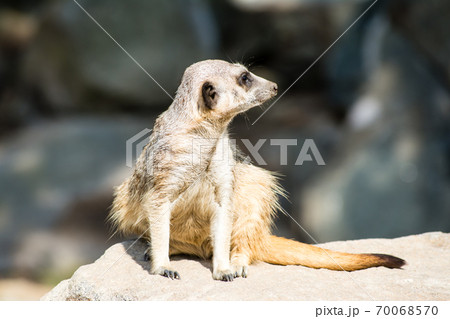 岩の上で遠くを見るミーアキャット エジンバラ動物園にて 岩の上で遠くを見るミーアキャット エジンバラ動物園にて 70068570