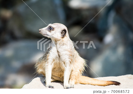 岩の上で遠くを見るミーアキャット エジンバラ動物園にて 岩の上で遠くを見るミーアキャット エジンバラ動物園にて 70068572