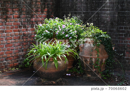 片隅に咲くかわいい花 70068602