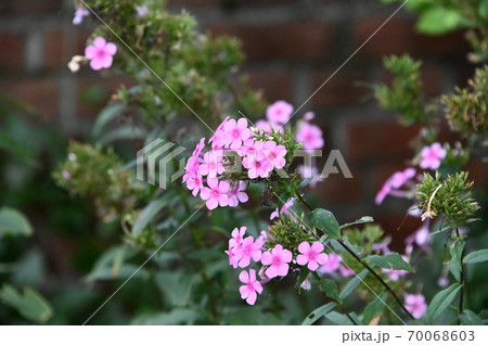 公園に咲くかわいい花 公園に咲くかわいい花 70068603