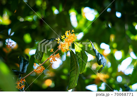 秋の朝、金木犀の花を楽しむ 70068771