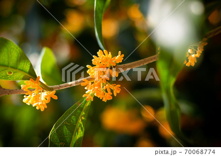 秋の朝、金木犀の花を愛でる 70068774