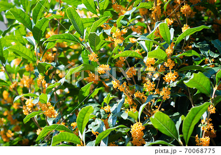 満開のキンモクセイ 70068775