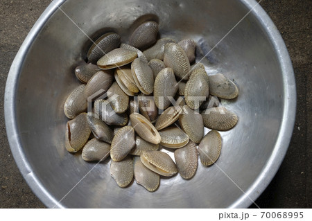 Surf clam (Paratapes undulatus) 70068995