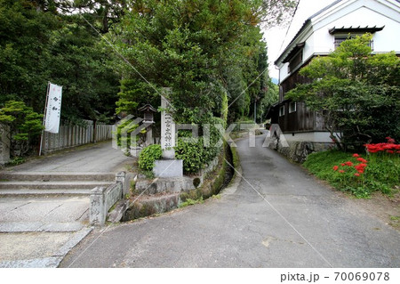 彼岸花 70069078