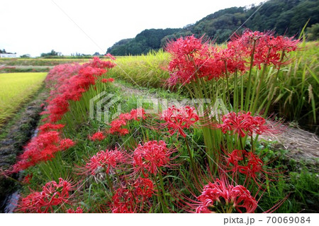 彼岸花 70069084