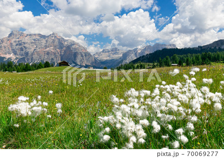 Wild cotton flowers (cotton grass) in alpine meadows. Italian Alps, Alto Adige. Wild cotton flowers (cotton grass) in alpine meadows. Italian Alps, Alto Adige. 70069277