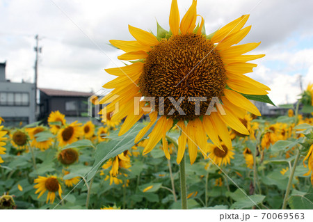 少し花びらが落ちた黄色のヒマワリの花の写真素材