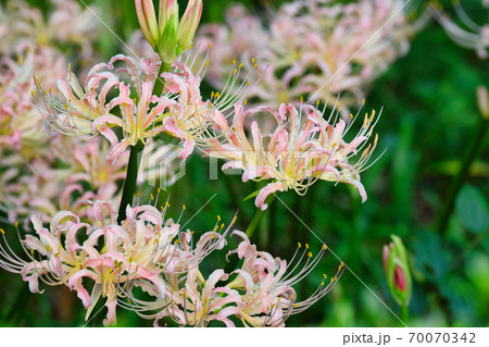 祖光院のピンクの彼岸花（千葉県松戸市） 70070342