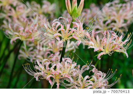 祖光院のピンクの彼岸花（千葉県松戸市） 70070413