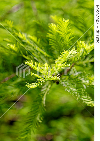 Close-up of Bald Cypress leaves (Taxodium distichum) Close-up of Bald Cypress leaves (Taxodium distichum) 70070504