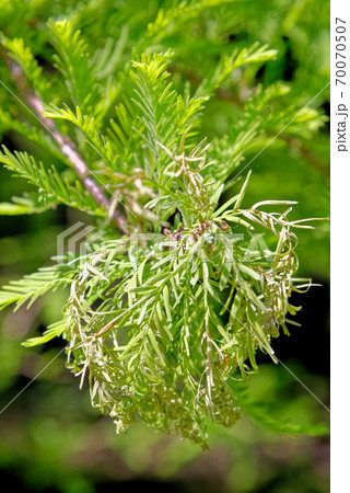 Close-up of Bald Cypress leaves (Taxodium distichum) Close-up of Bald Cypress leaves (Taxodium distichum) 70070507
