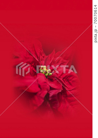 赤の背景のポインセチア 植物 観葉植物 クリスマスの写真素材