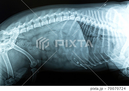 x ray image dog ate pin in vet clinic 70070724 PIXTA