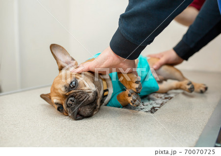 Dog do X-rays on the veterinary x-ray machine. Frightened puppy of breed French bulldog on the inspection procedure. The owner holds the puppy while the vet doctor takes an x-ray 70070725