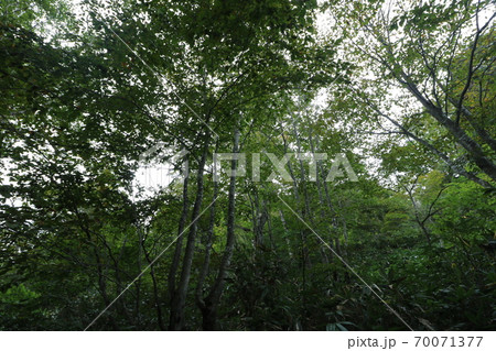群馬県片品村の尾瀬の鳩待峠から山の鼻への登山道 群馬県片品村の尾瀬の鳩待峠から山の鼻への登山道 70071377