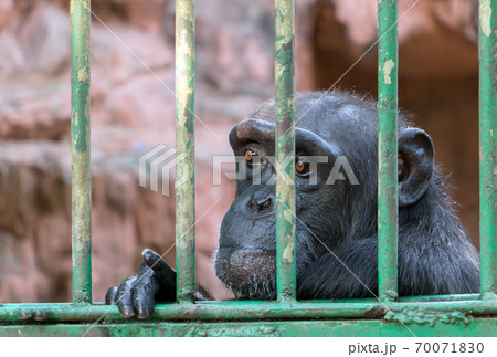 A chimpanzee behind bars. Monkey in captivity. Portrait of a ape looking out of a barred cage. A chimpanzee behind bars. Monkey in captivity. Portrait of a ape looking out of a barred cage. 70071830
