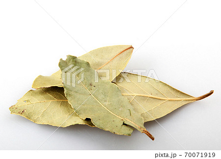 Dry bay leaf against white background. Laurus nobilis. Dry bay leaf against white background. Laurus nobilis. 70071919