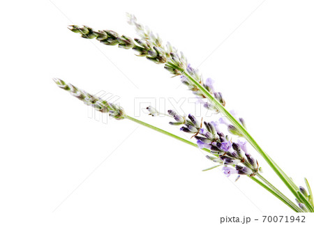Close-Up Of Lavender Flower Against White Background 70071942